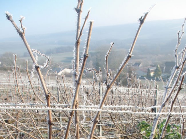 Champagne Emilien FRESNE - Vines in winter